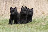 SCHIPPERKE 363